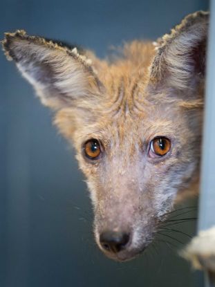 Picture of Treat a fox with mange