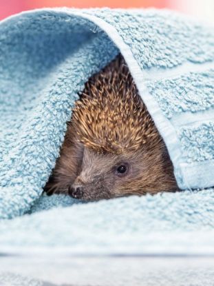 Picture of Overwinter a hedgehog
