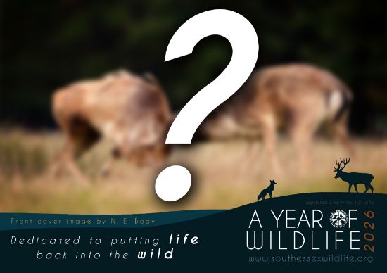 Picture of Calendar Competition 